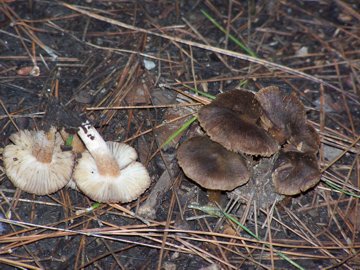 Russula sardonia Cfr. Inocybe sp.